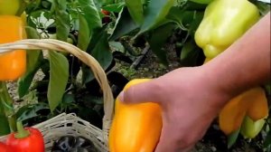 Перец сладкий Медовый король F1, вкусный, ароматный.ультраскороспелый!