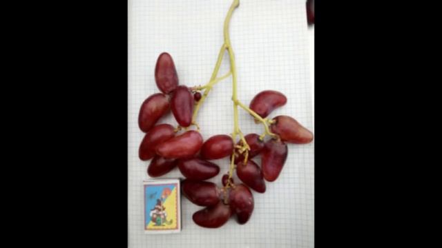 Гусев сказал ПРАВДУ- Дубовский Розовый ,ХУЖЕ Преображения! Виноград - дубовский Розовый смотреть онлайн