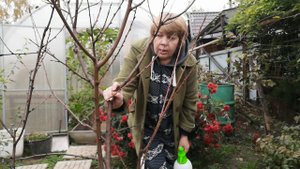 Курчавость персика. осенняя обработка дерева.