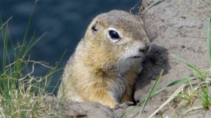 Суслики. Остров Татышев.