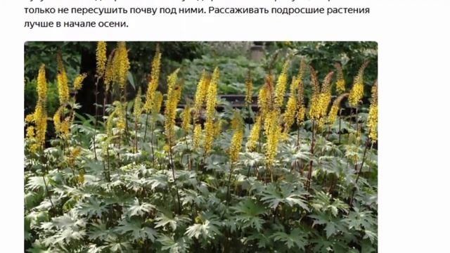 Бузульник Пржевальского  многолетнее растение