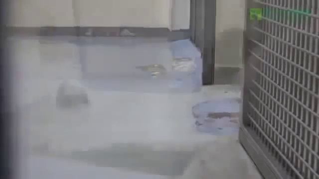 Панда укладывает малыша спать смотреть онлайн