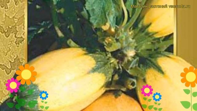 Кабачок Русские спагетти. Краткий обзор, описание характеристик, где купить семена Russkie spagetti смотреть онлайн