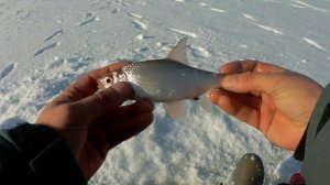 Зимняя Рыбалка ГЛУХОЗИМЬЕ на можайском водохранилище