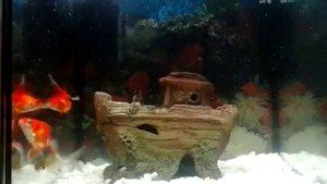 Золотое рыбки и Барбус лещевидный.