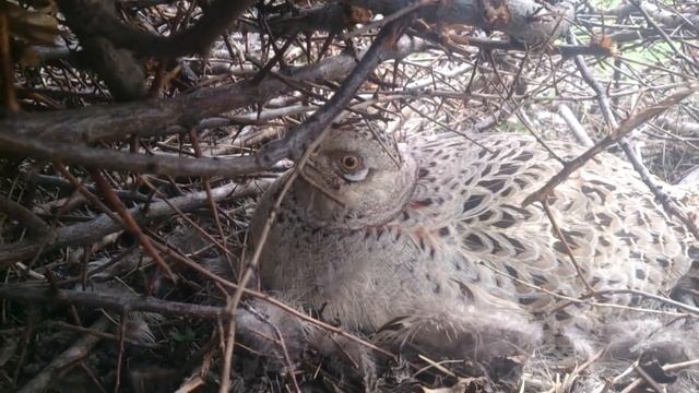 Куропатка высиживает яйца у меня на участке :-) смотреть онлайн