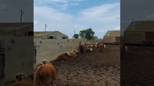 Бычки на экспорт из России. оптом на продажу смотреть онлайн