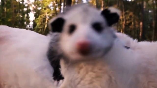 Animals raise other people's cubs.. Животные, которые воспитывают не своих детенышей. смотреть онлайн