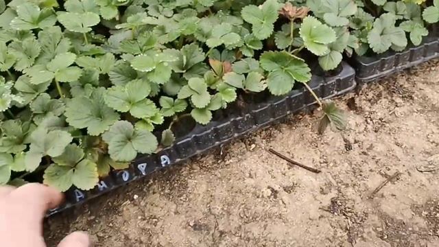 Кассетная рассада, весна 21г смотреть онлайн