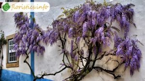 ? Уход за глицинией в саду, болезни и вредители глицинии и борьба с ними