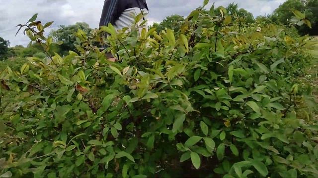 ШОК. РЕКОРД. ЧУДО-как хотите так и назовите,а мы едим жимолость с куста в сентябре. смотреть онлайн