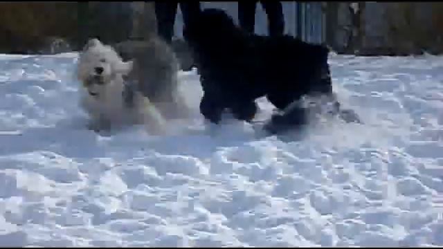 Бобтель и Русский Черный Терьер смотреть онлайн