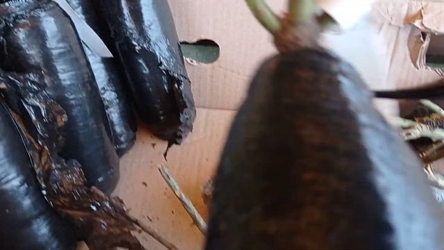 Обзор роз по акции от Беккер смотреть онлайн