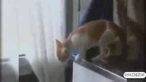 СМЕШНЫЕ КОШКИ Подборка Самых Смешных Видео про Кошек и Котов!