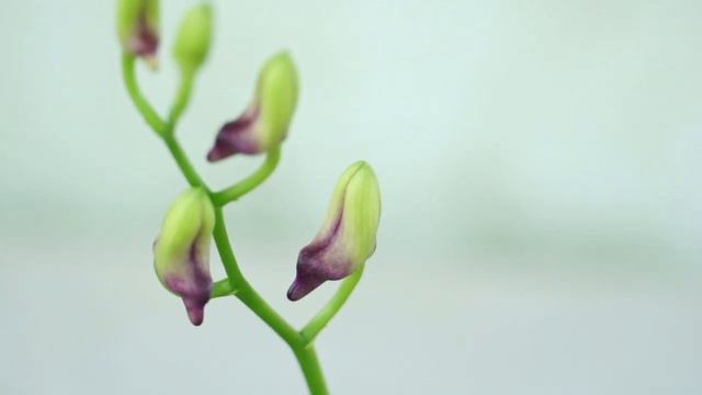 ОРХИДЕЯ:1-е ЦВЕТЕНИЕ дендрофаленопсиса "Polar fire". смотреть онлайн