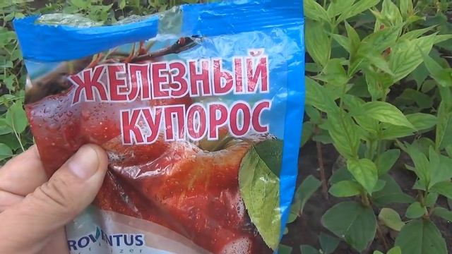 Хлороз листьев. Лечебный раствор делаем сами.