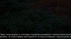 Рододендрон катевбинский грандифлорум