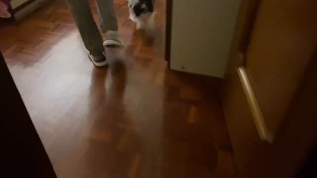 ?У НАС ПОЯВИЛСЯ БИШОН. Короткий рассказ о нашем питомце? #гавнскийбишон смотреть онлайн