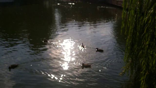 Последние теплые дни уходящего бабьего лета. Октябрь 2023 год. смотреть онлайн