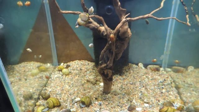 Роговая катушка. смотреть онлайн