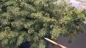 Хвойные новинки : пихта испанская Horstmann, сосна горная Varella, ель Sonia, ель ситхинская Tenas.