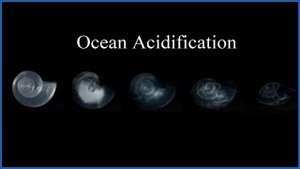 Reaction of CaCO3 + HCl (Calcium carbonate plus Hydrochloric acid)