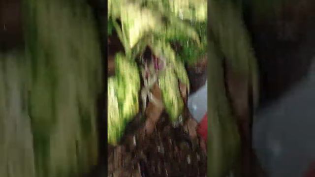 peperomia mutiara, alocasia, philo, caladium смотреть онлайн