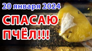 ЯНВАРЬ 2024, ВЫБОРОЧНО ДАЮ ПОДКОРМКУ ПЧЕЛОСЕМЬЯМ