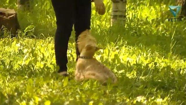 Скотч-терьер: все о породе