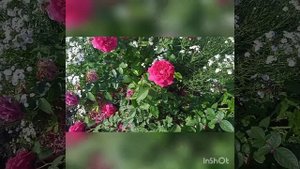 Дарк Леди роза Остина.
