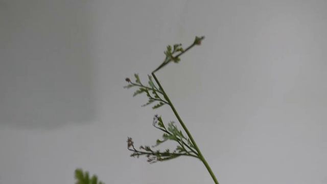 Plant Tour Propagation Box - Winter Update смотреть онлайн