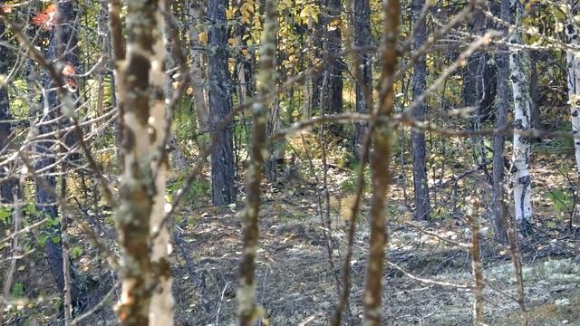 Осенняя охота на рябчика