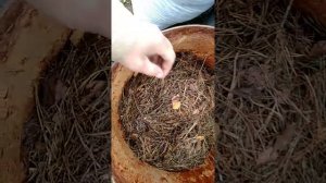 Мульча из леса.