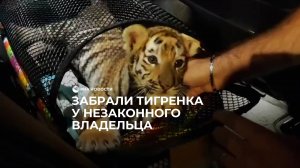Забрали тигренка у незаконного владельца
