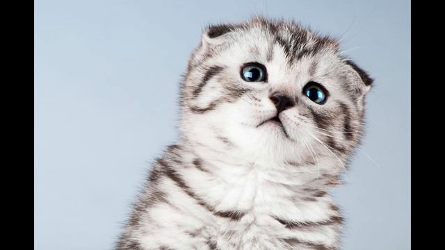 Шотландская вислоухая кошка, или скоттиш фолд (Scottish fold cat) породы кошек( Slide show)!