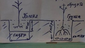 Как подготовить посадочную яму для высадки Яблони или Груши .