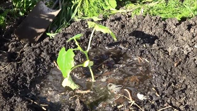 Огурцы в яичной скорлупе: высадка рассады.