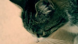 Как ухаживать за котом?
