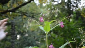 Недотрога разбрасывает семена