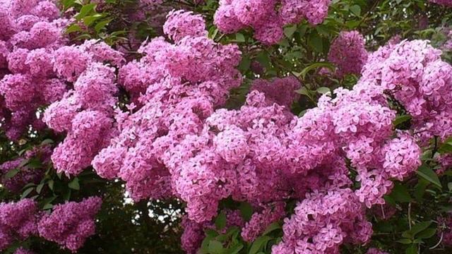 Сиреневая нежность смотреть онлайн