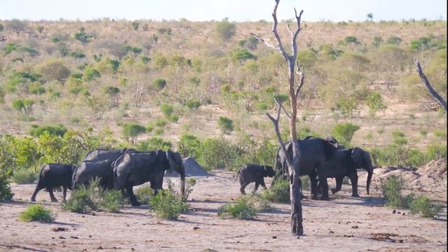 4K African Wildlife: Bardia National Park - Real Sounds of Africa - 4K Video Ultra HD смотреть онлайн