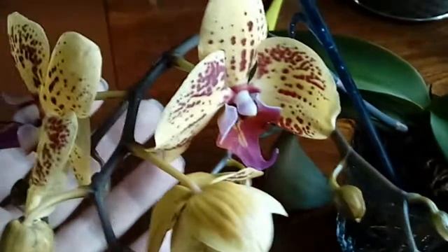 Фаленопсис Элегант Карин Алоха Уход и размножение в домашних условиях смотреть онлайн