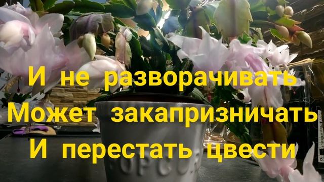МОРЕ ЦВЕТОНОСОВ / СЕКРЕТЫ ПЫШНОГО ЦВЕТЕНИЯ ДЕКАБРИСТА ДВА РАЗА В ГОД / ПОДКОРМКА смотреть онлайн