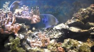 Рыбы красного моря, Аквариумная рыбка, Арабский ангел Pomacanthus asfur