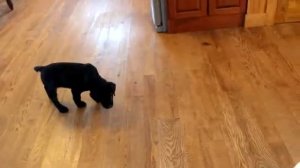 Black Labrador Retriever Puppy For Sale