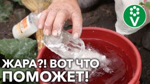 СПАСАЕМ РАСТЕНИЯ В ЖАРКУЮ ПОГОДУ! Простые и эффективные способы