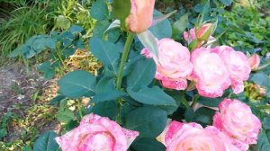 Роза Дэнсинг Квин - Выращивание