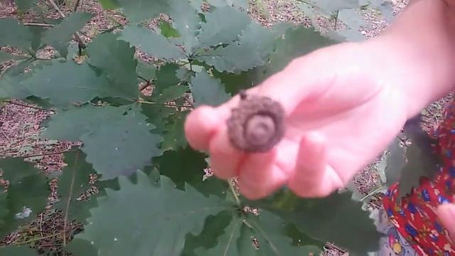 Растения Хабаровского края смотреть онлайн