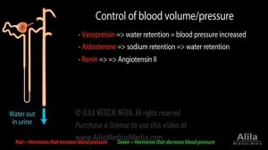 Kidney Homeostatic Functions, Animation