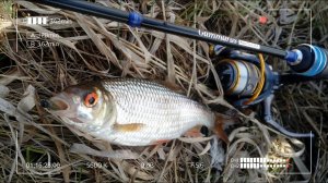 Плотва на спиннинг. Убил весь 0.06 монофил за рыбалку на Ryobi Spiritual DX 500.